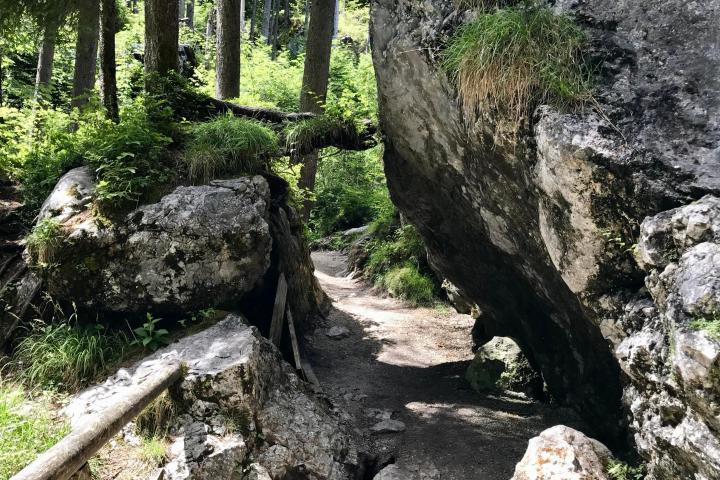 a close up of a rock next to a tree